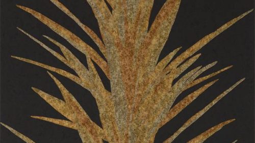 Yucca 216651